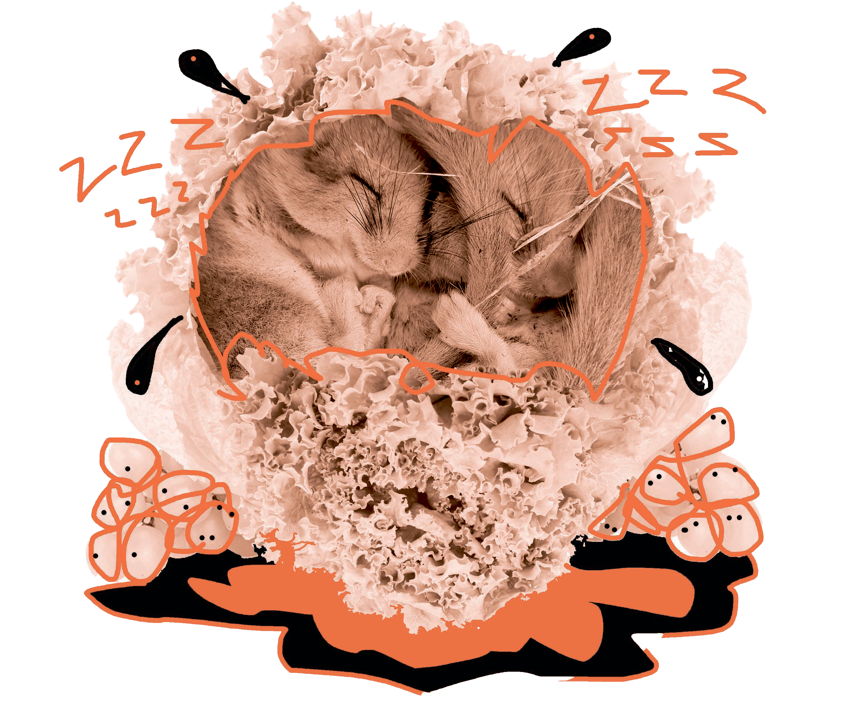 Image alt text here